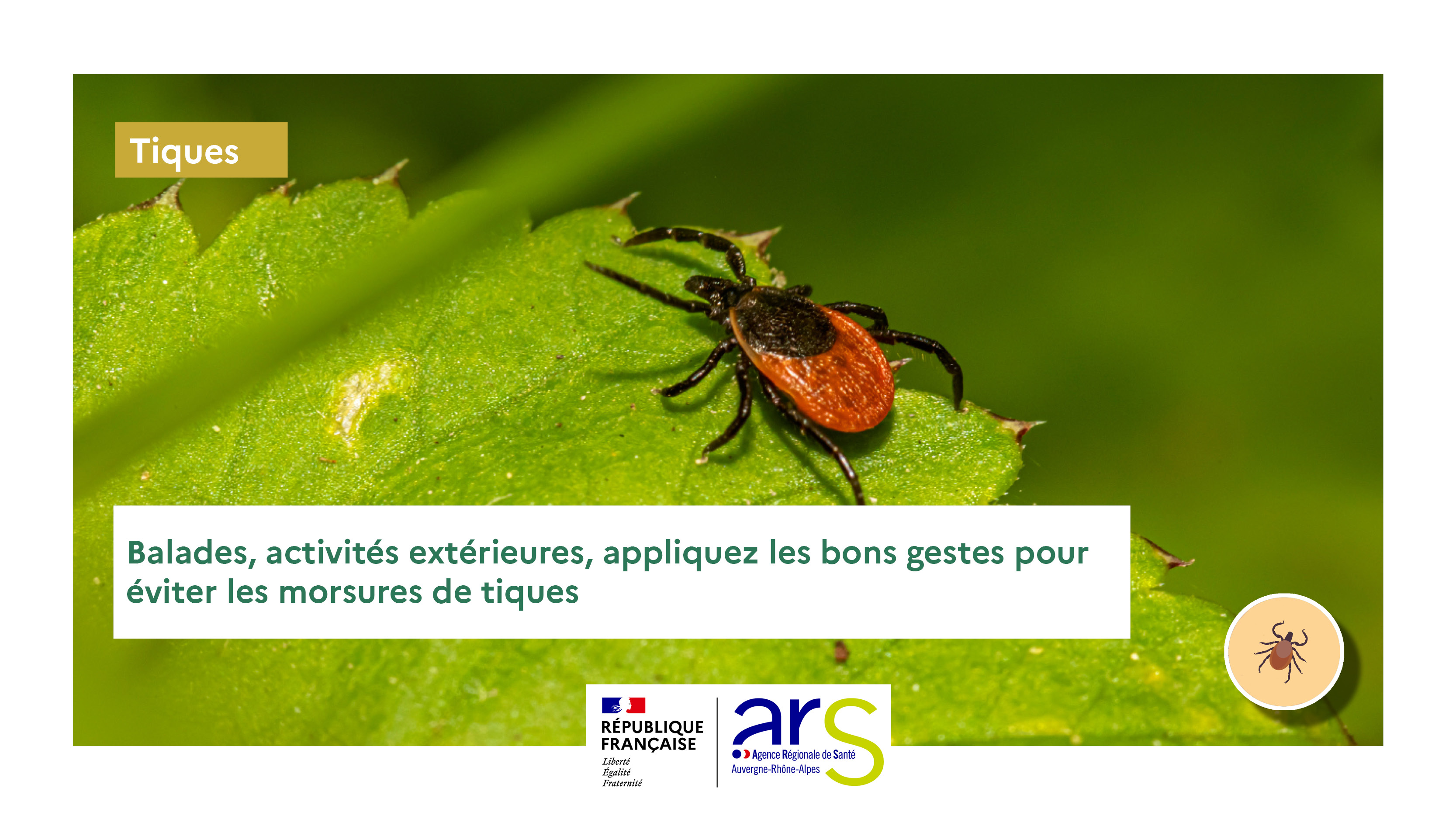 conseils morsure tiques