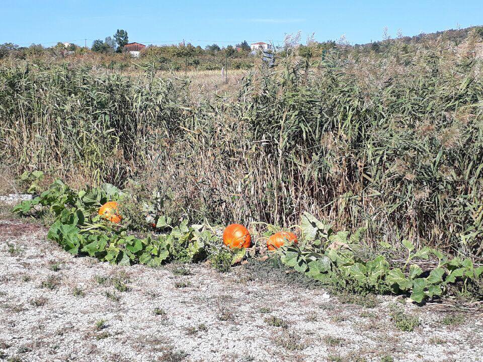 courges 